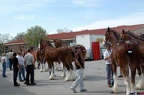 Clydesdale Auction